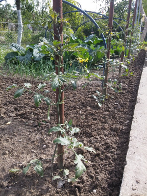 Tomaten 210523.jpg
