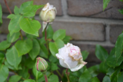 D6357.JPG