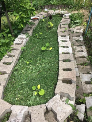 Zucchinibeet.JPG