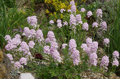 Aethionema grandiflorum3.jpg