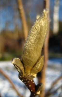 Magnolie_2007.JPG
