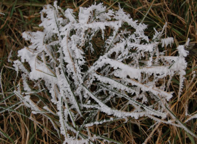 Rauhreifnestchen_0010_DSC_9297.jpg