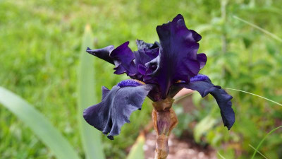 Iris TB Black Dragon 1992 Schreiner P5270315.JPG
