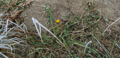 Taraxicum_officinalis_DSC_9275.jpg