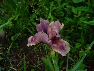 P1050423.JPG