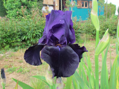 TB Black Taffeta.JPG