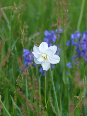 2021-05-25 Narcissus poeticus 'Albus Plenus Odoratus' 1.jpg