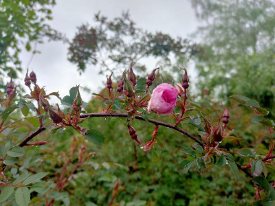 IMG20210525105326.jpg