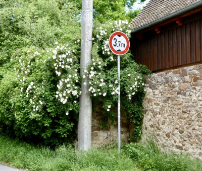 pimpinellifolia.jpg