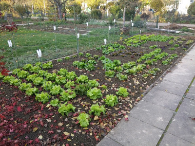 Salat 201027.jpg