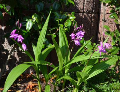 Bletilla_striata.20-2.jpg