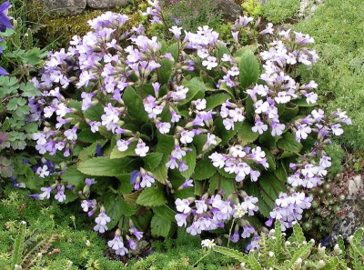 Haberlea rhodopensis 26.05.21.JPG