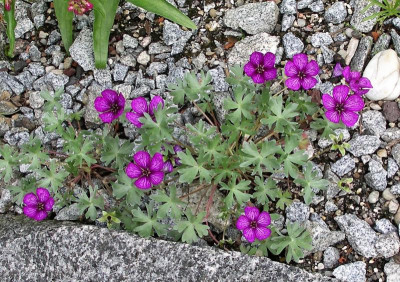 Geranium argenteum Rubrum 26.05.21.JPG