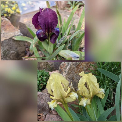 CollageMaker_20210526_145136877.jpg