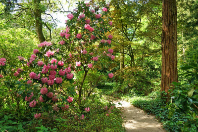 rhodo3.jpg