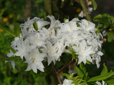 2021-05-26 Rhododendron 'Schneeköpfchen'.jpg