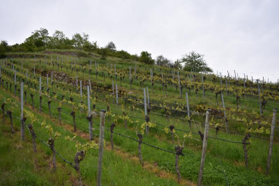 Geigersberg 21 007.JPG