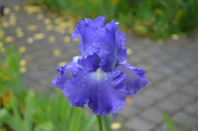 D6455.JPG
