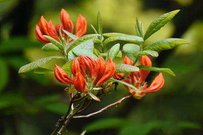 Cocchinea_Speciosa.jpg