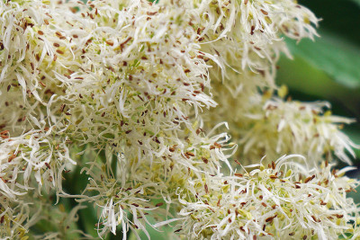 fraxinus_ornus.jpg