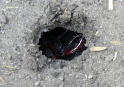 2021-05-27 Hirschkäfer 2.jpg