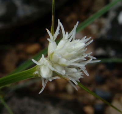 Carex baldensis21.jpg