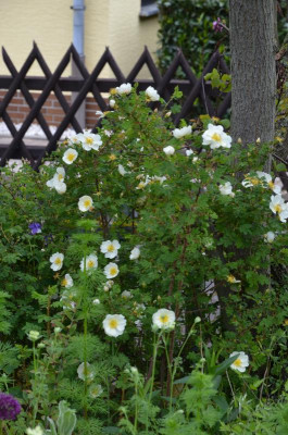 DSC_0995.JPG