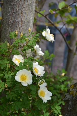 DSC_0981.JPG
