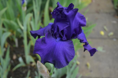 D6476.JPG