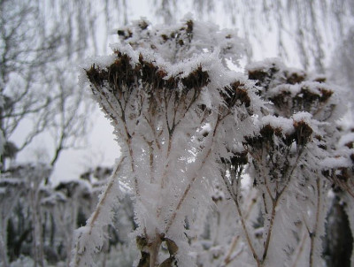 Sedum_20071226_02.jpg