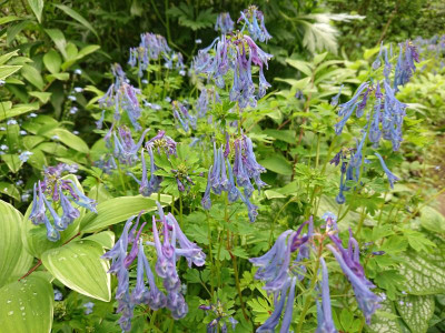 DSC_3093.JPG