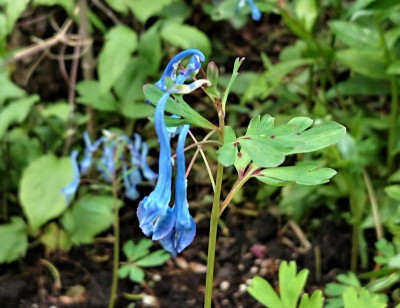 elata x flexuosa Tory mp.JPG