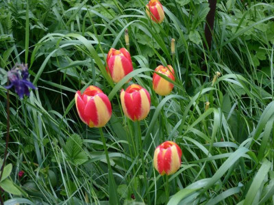 Tulipa sprengerifarben.jpg