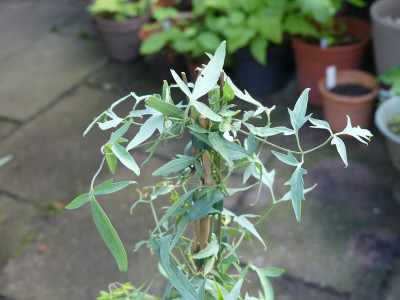 2021-05-28 Clematis ladakhiana.jpg