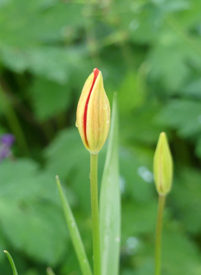 2021-05-28 Tulipa sprengeri.jpg