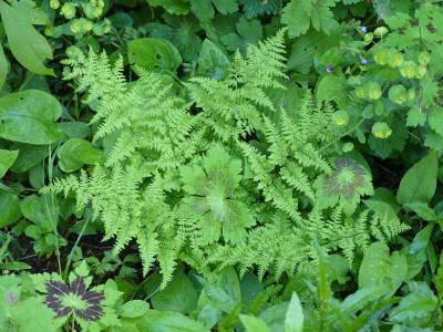 2021-05-28 Dryopteris dilatata 'Crispa Whiteside'.jpg