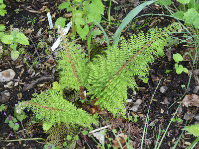 2021-05-28 Polystichum setiferum 'Herrenhausen'.jpg