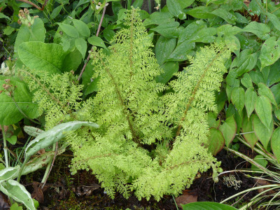 2021-05-28 Polystichum setiferum 'Plumosum Selection'.jpg