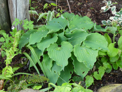 2021-05-28 Hosta 'Frisian Waving Steel'.jpg