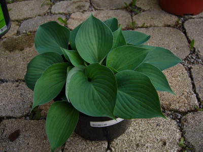 P1050500.JPG