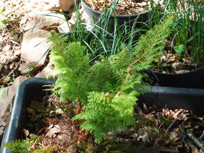 Polystichum setiferum Mrs Goffey P5280111.JPG