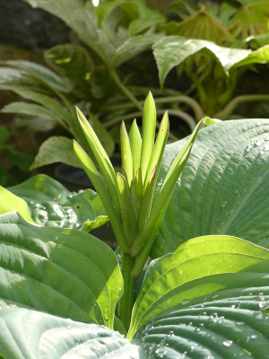 2021-05-28 Hosta 'Empress Wu'.jpg