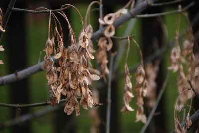 Acer-negundo-Variegatum.jpg
