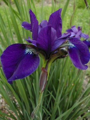 sibirica_klein.jpg