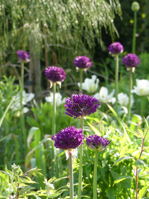 2021-05-28 Allium.jpg
