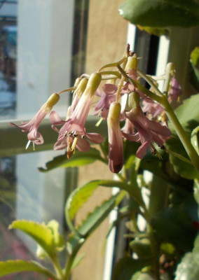 DSCN2593_Kalanchoe_daigremontiana.jpg