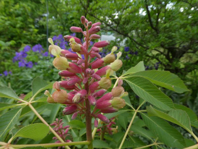 Aesculus pavia 210528 k.jpg