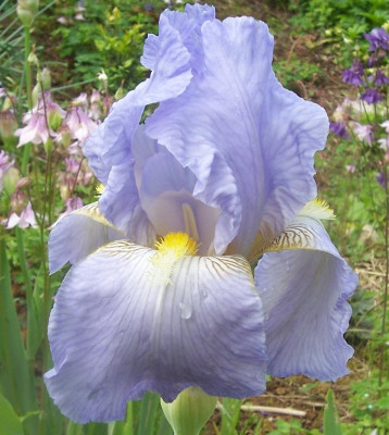 100_8616 alte hellblaue.jpg