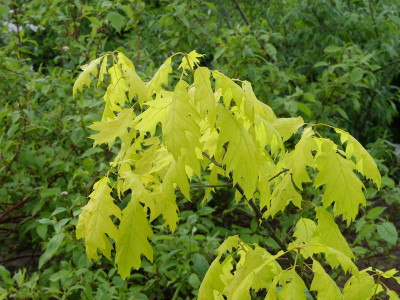 2021-05-28 Quercus rubra 'Aurea'.jpg
