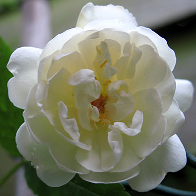 purezza_1699_w.jpg